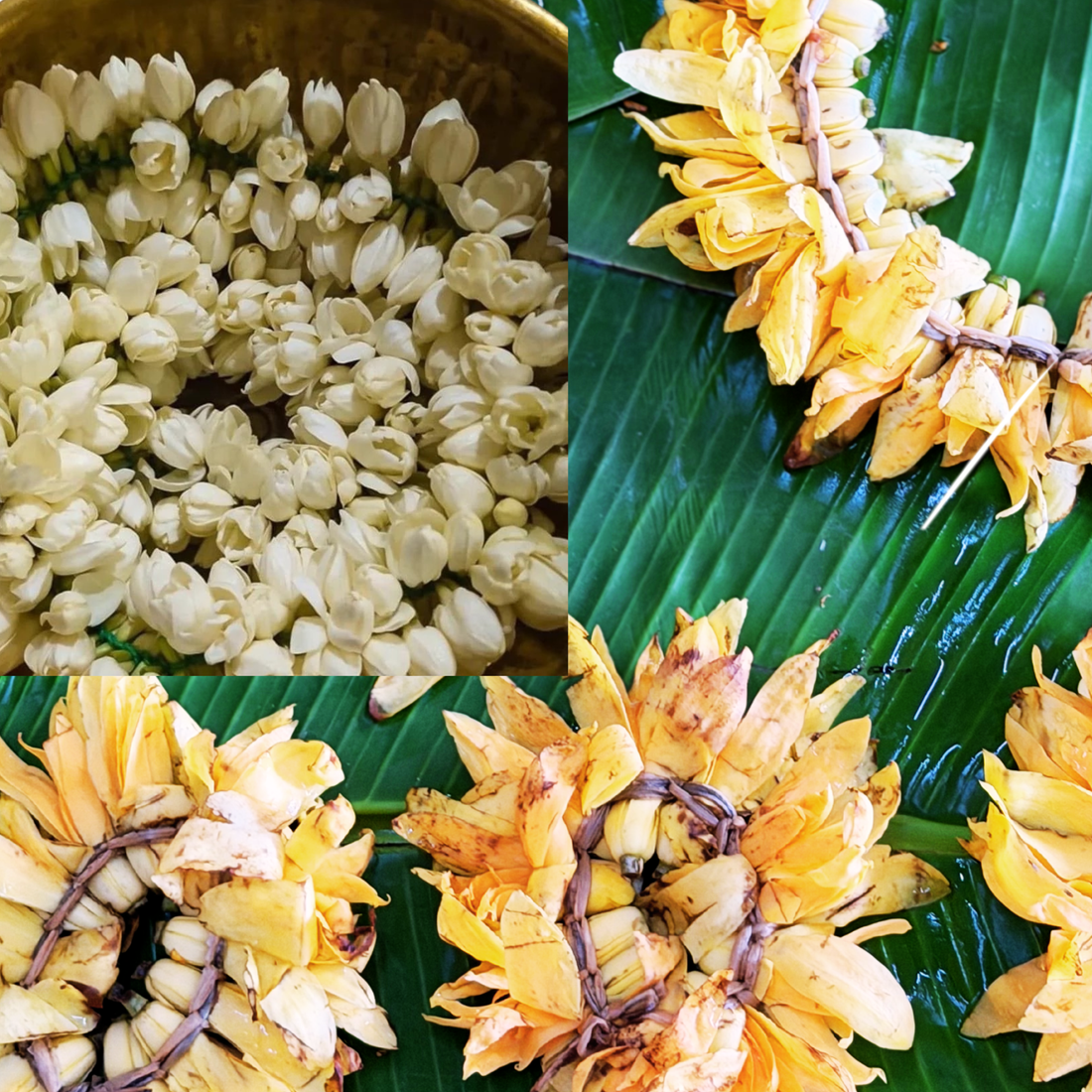 The Fragrant Rebels: Why Jasmine and Shenbagam Define the Tamil Soul